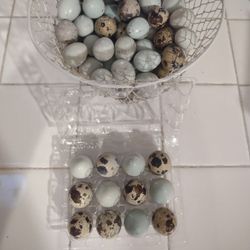 Fresh Quail Eggs 