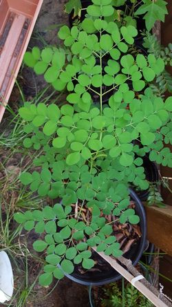 Morianga miracle health tree