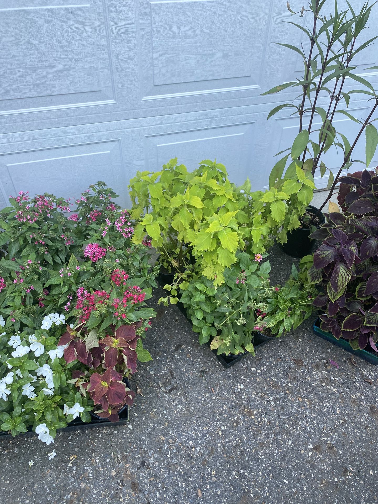 Plants For Sale