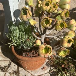 Terracotta Pot With Succulents $10 OBO