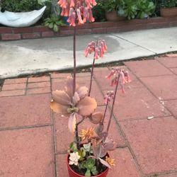 Beautiful Tall Mix Succulents Red Ceramic Pot Fall Flowers Plants 🪴 Home Patio Yard Garden Design Trending Hot Popular