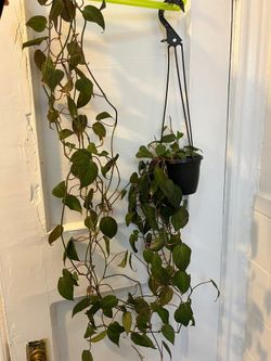 Philodendron Micans Trailing Plant