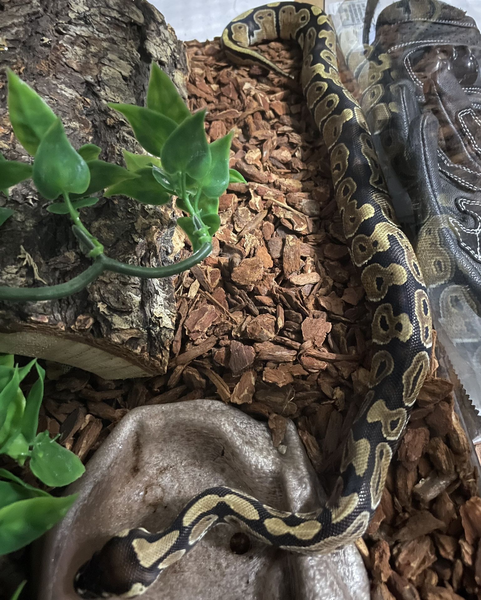 Ball Python + 20 Gallon Tank
