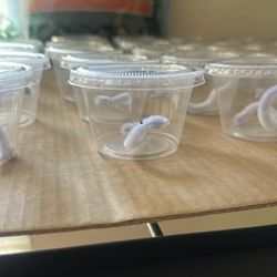 Regal Jumping Spider Slings 