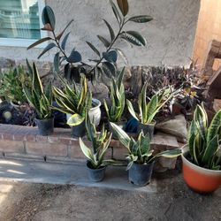Small snack plants