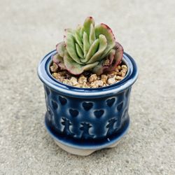 Succulents plants 🪴 （Echeveria Rasberry ice）