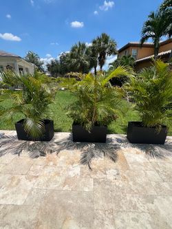 Set of 3 Areca Palms in black rectangular planter