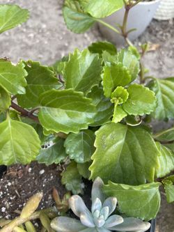 Planta De La Abundancia