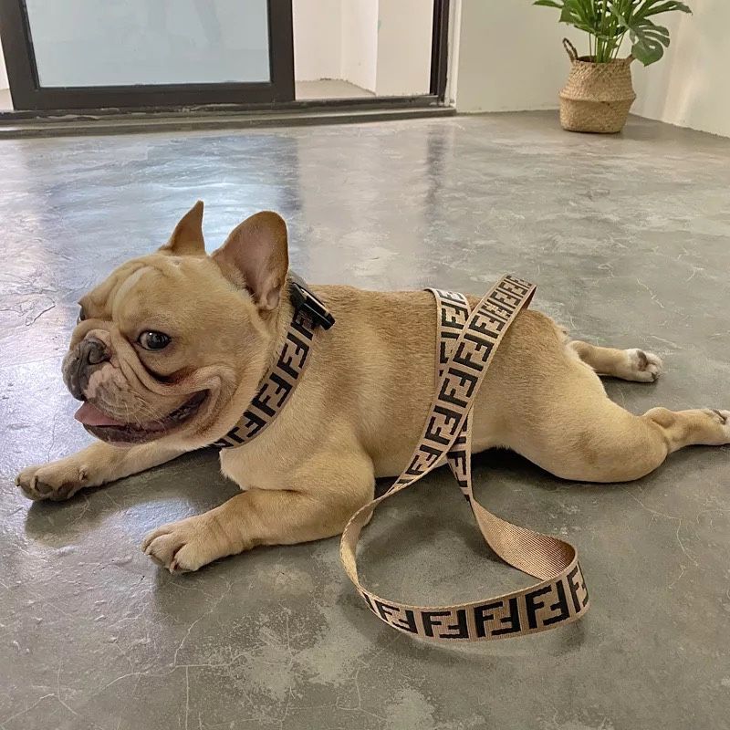 Fashion Designer Dog Harness And Leash Set for Sale in Philadelphia, PA -  OfferUp