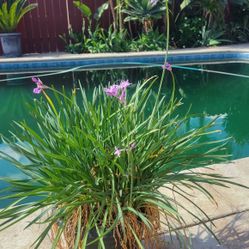 Plant Flowers Purple
