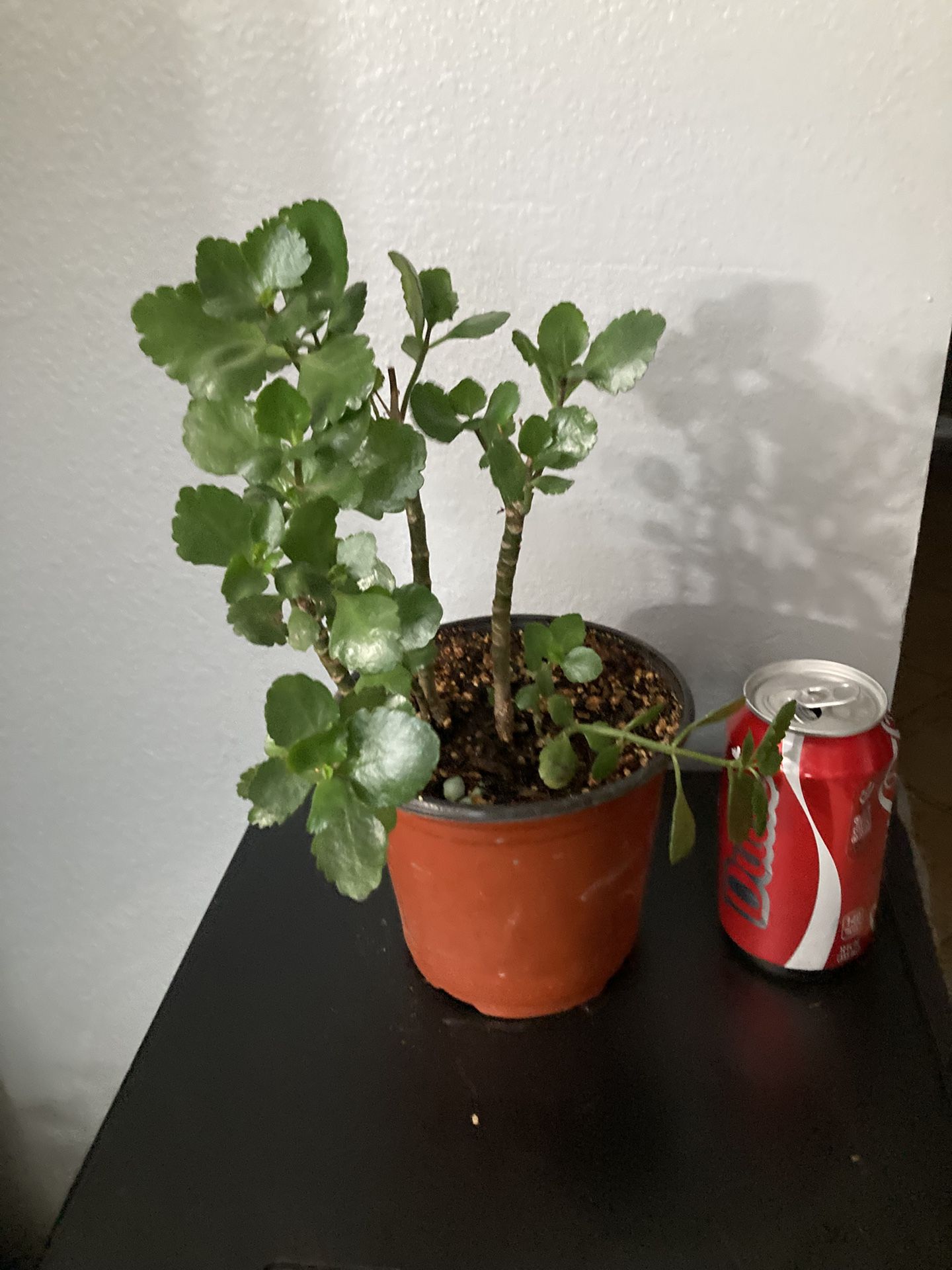 Kalanchoe