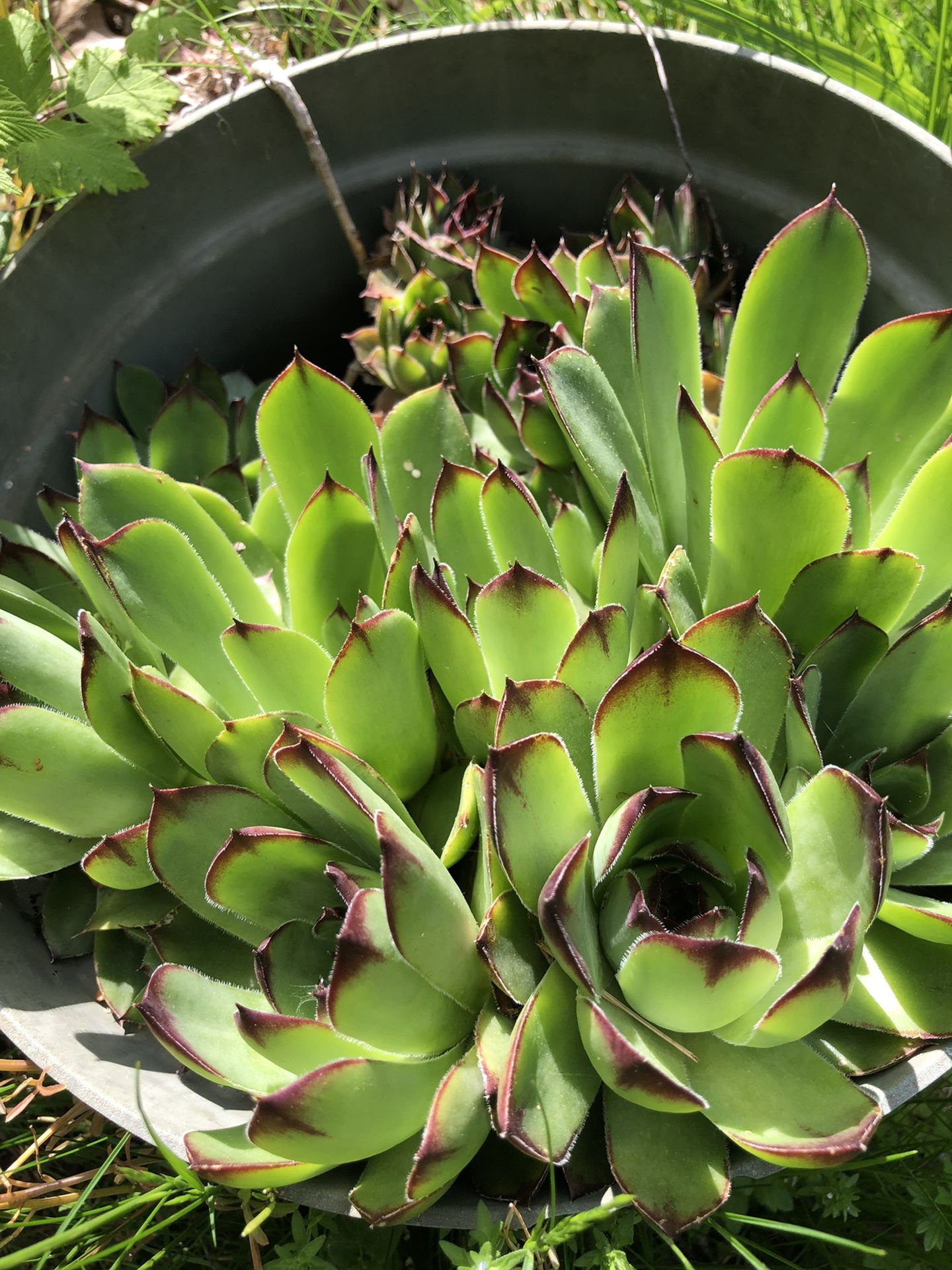 Hen And Chicks (succulent Plants)