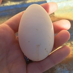 Will Take Unwanted Roosters,ducks,geese,goats.