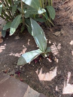 American Agave