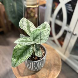 Scindaspus Exotica In Terracotta Hanging Pot Flowerpot Indoor House Plant 