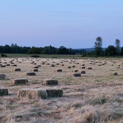 Hay For Sale