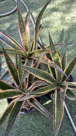 Mangave Kaleidescope Agave Hybrid Cactus Succulents