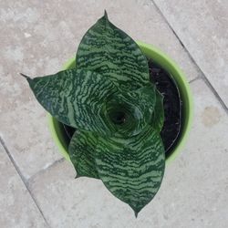 Snake Plant Starlight Dwarf D. Hahnii Indoor Outdoor Snake Plant Sansevieria 