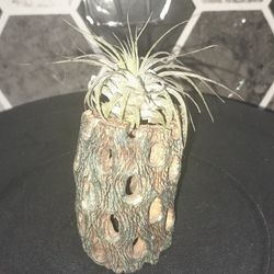 Cholla Cactus Air Plant
