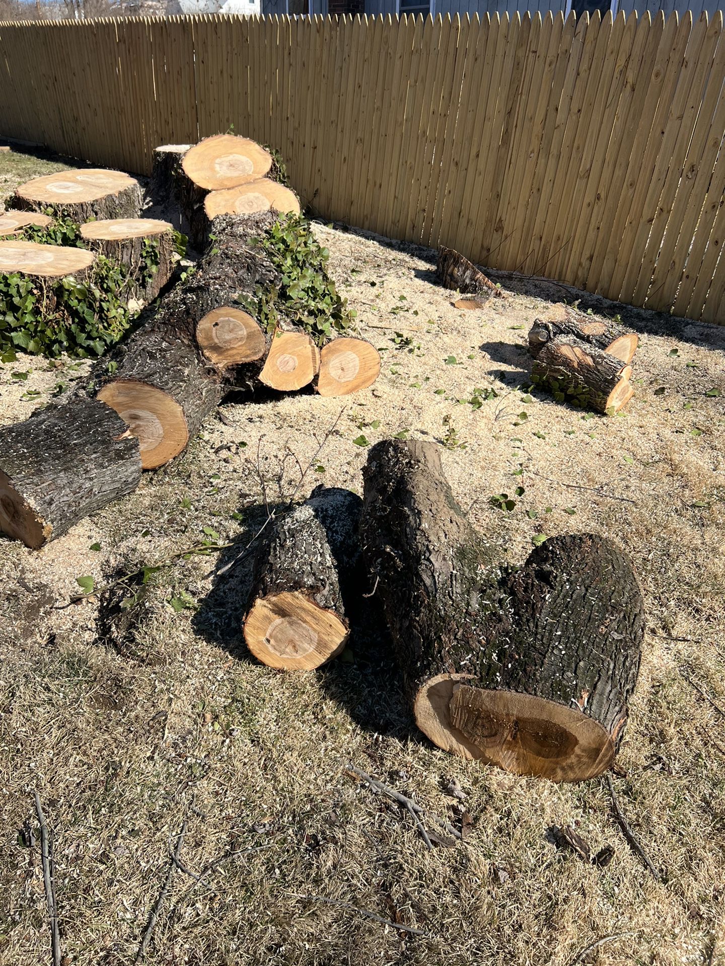 Stump Services  Tree