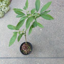 Avocado Tree