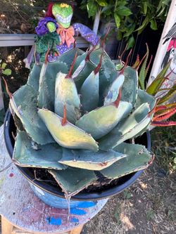 Artichoke agave