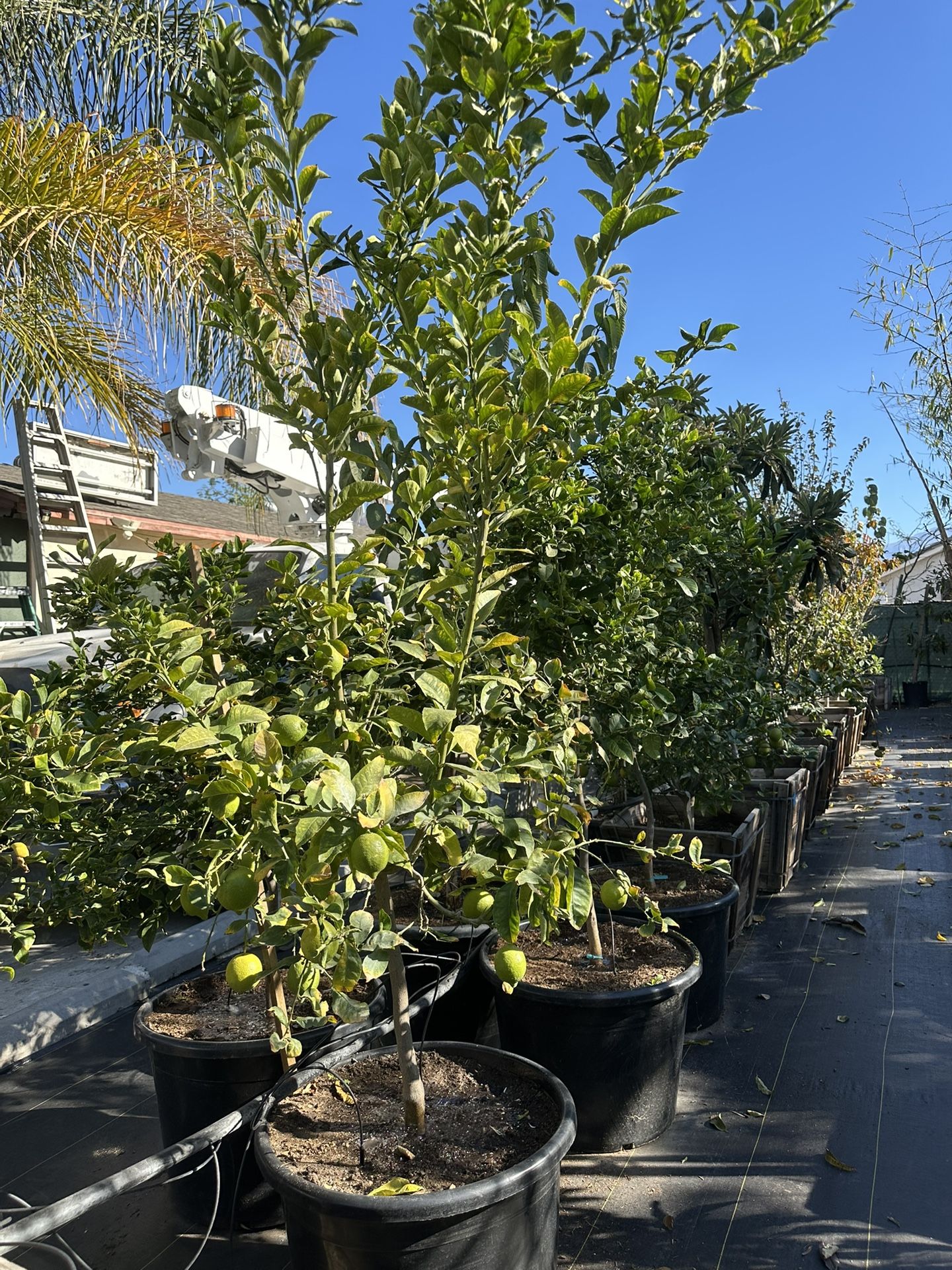 Eureka Lemon Tree 25gal