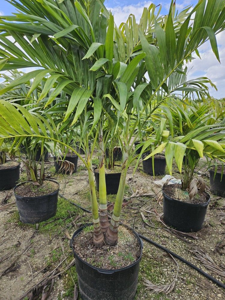 Christmas Palms Over 6 Feet Tall Full Green Fertilized...
