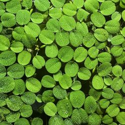 Salvinia Minima – Fast Growing Floating Plant 🌿🐠🦐