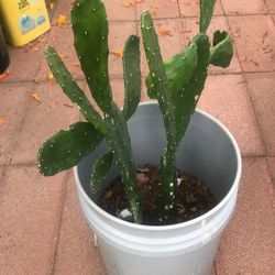 Plata De Nopal Cactus Plant