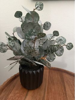 plant