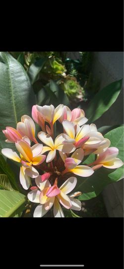 Plumeria tree blooming
