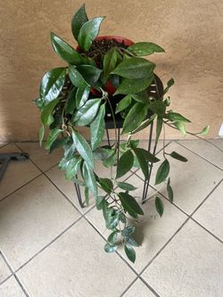 Hoya Plant