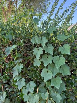 长丝瓜Long luffa plants 7FT tall