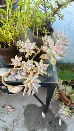 Little plants