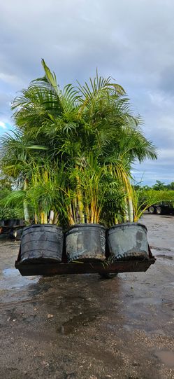 arecas over 10 to 11 feet tall Instant privado Hedge