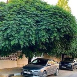 Chinaberry Umbrella Trees and Seed 