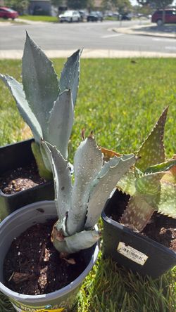 Blue agave.  About 10 inches tall.
