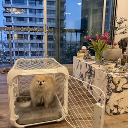 Diggs Evolve Dog Crate Small