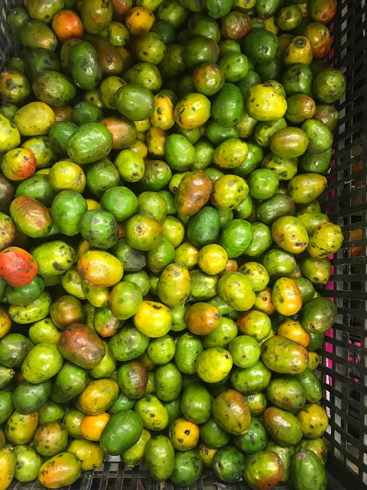 Ciruela