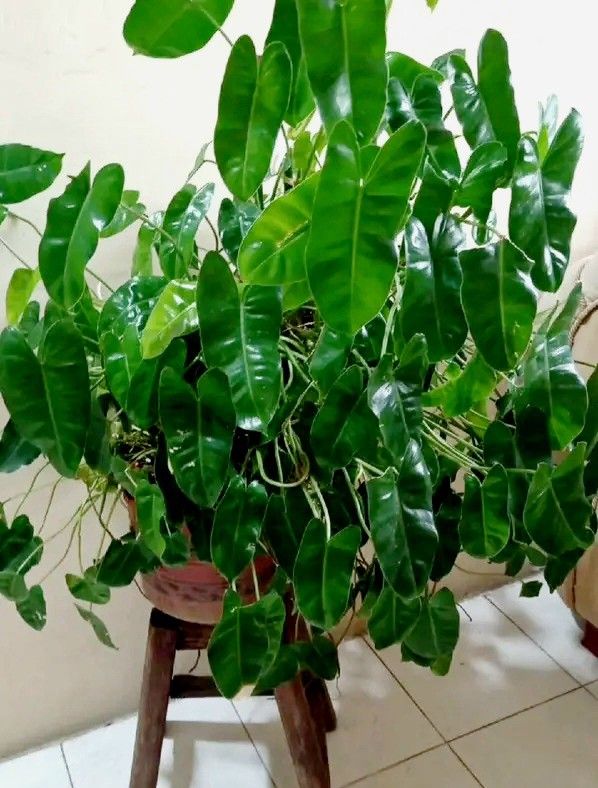 Rare Aroid Philodendron Golden Dragon Plant/ Indoor Plant/ House Plant Flower Patio Garden 