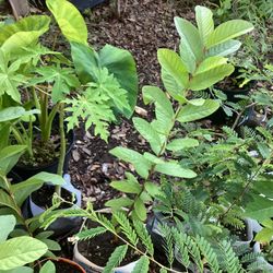 27 Inch Tall Guava Plant 
