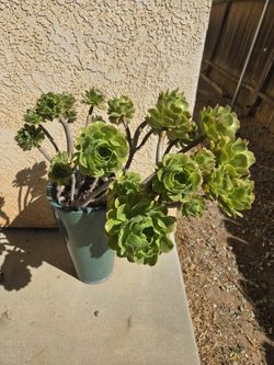 🌵Large Succulent – Healthy, Mature Plant