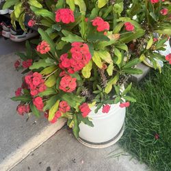 Vendo Corona De  Cristo Grande