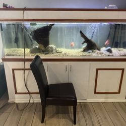 Fish Tank 