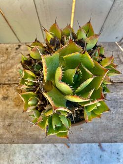Bouquet of Agave ‘Baja’