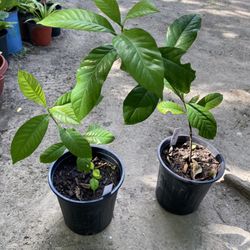 Gardenias $10 Cada Uno