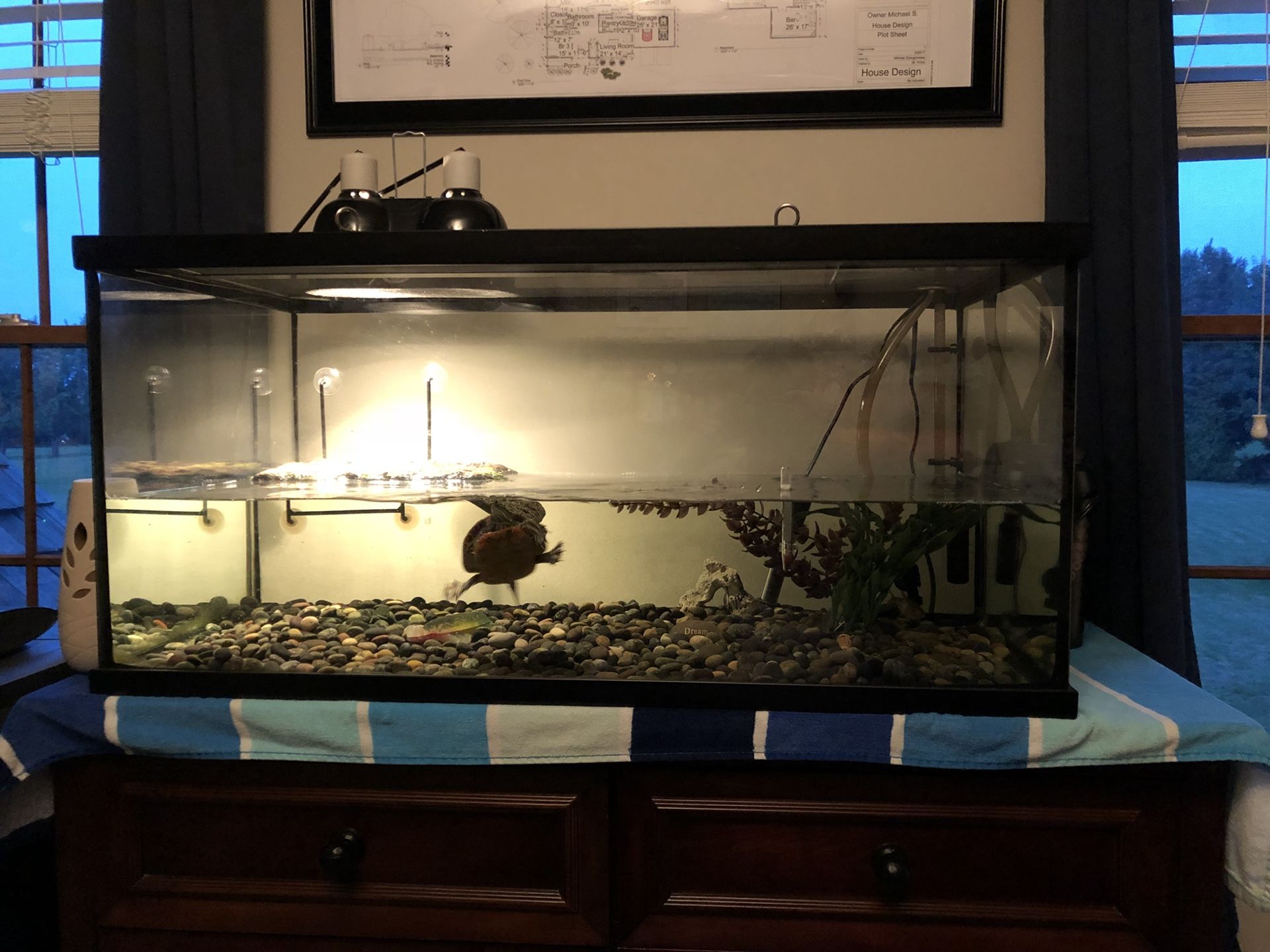 Gallon Turtle Tank