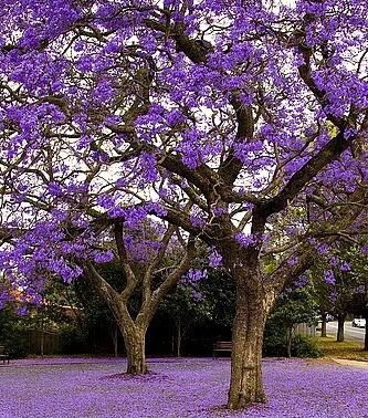 Purple Jacaranda Trees 1gallon 956@@292@@8442