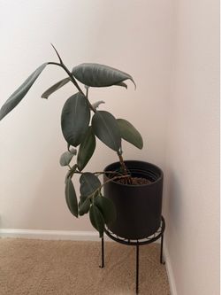 Rubber plant